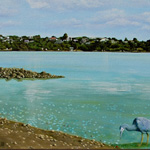Heron