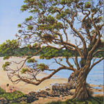 Pohutakawa, Pataua